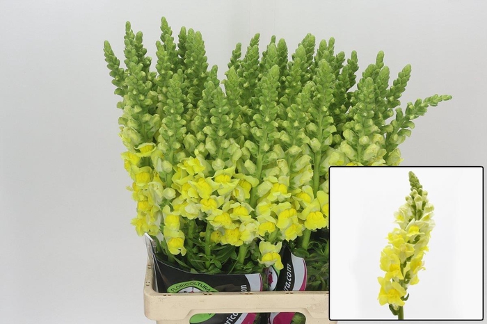 <h4>ANTIR POTO YELLOW</h4>