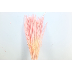 Dried Phleum L Pink Bunch