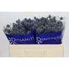 Eryngium Blue Dynamite
