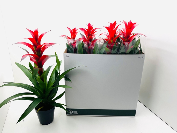 <h4>GUZM ROSTARA</h4>