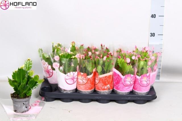 <h4>SCHLUMB GEM 3 KL</h4>