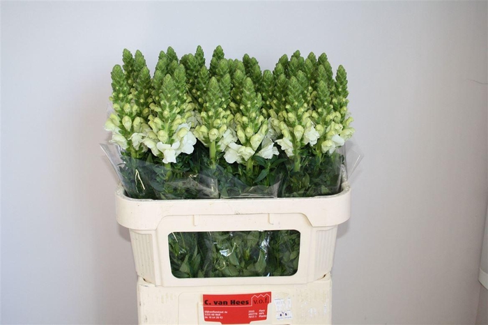 <h4>Antir Antibes White</h4>