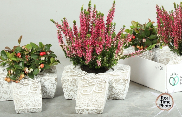 <h4>ARR TUINPLANTEN</h4>
