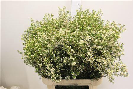 <h4>Chame Un Jupite Moon</h4>