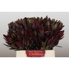 Leucadendron Saf Sunset Dark R.