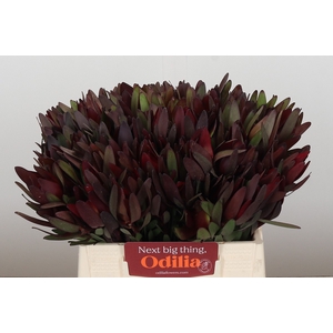 Leucadendron Saf Sunset Dark R.