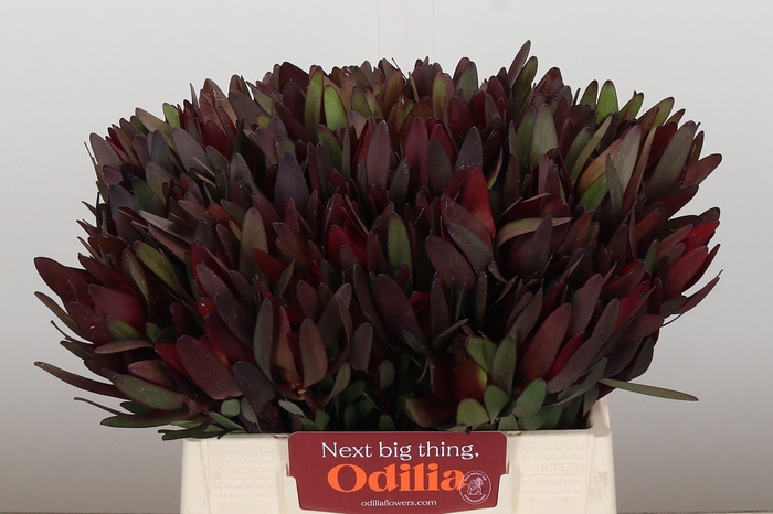 Leucadendron Saf Sunset Dark R.