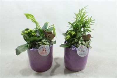 <h4>Sc001 Amy Lila</h4>