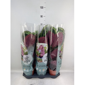 Calathea  'Medallion'