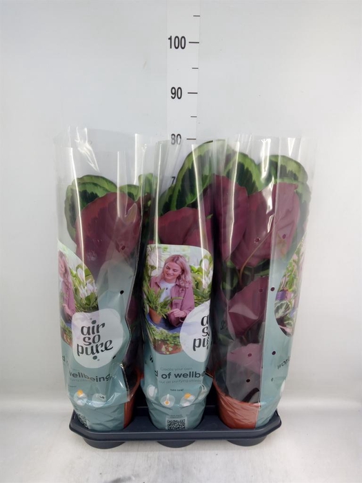 <h4>Calathea 'Medallion'</h4>