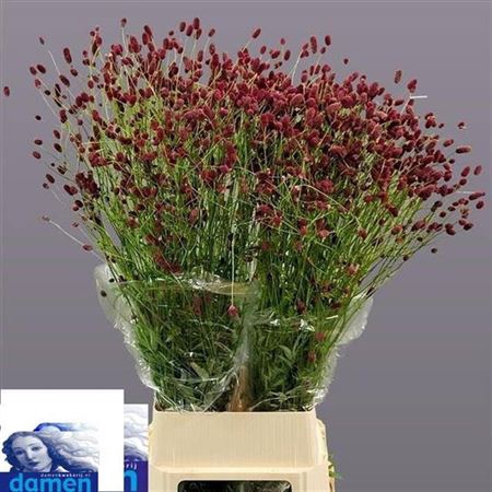 <h4>Sanguisorba Of Arnhem</h4>