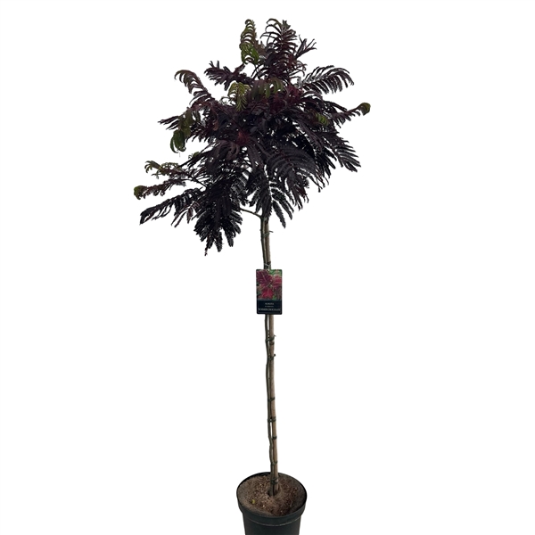 <h4>Albizia 'Summer Chocolate' Stam 120 cm</h4>