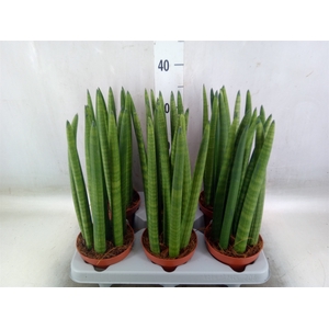 Sansevieria cyl.  ...