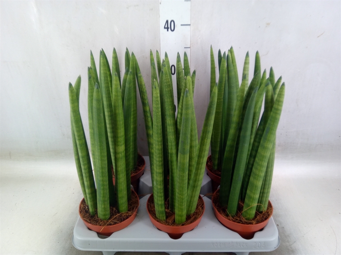<h4>Sansevieria cyl.  ...</h4>