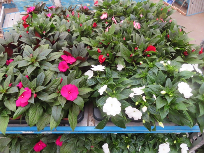 <h4>IMPAT NG MIXK 4 KL</h4>