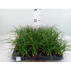 Nolina recurvata   ...