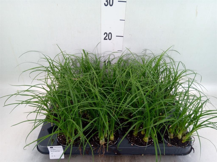 <h4>Nolina recurvata   ...</h4>