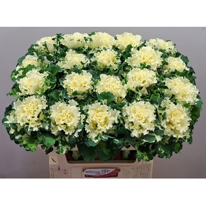 BRASS CRANE RU WHITE