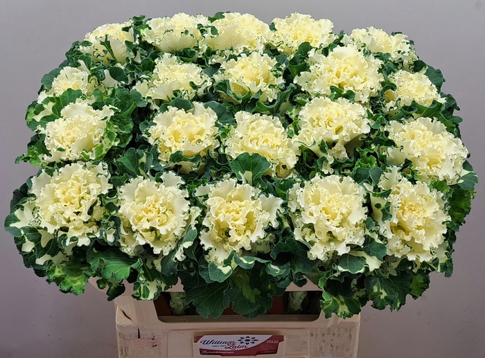 <h4>BRASS CRANE RU WHITE</h4>