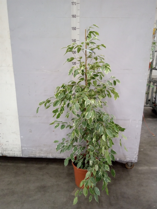 <h4>Ficus benja. 'Golden King'</h4>