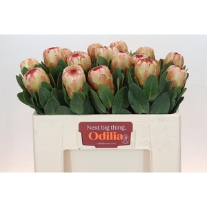 PROTEA GRANDICOLOR