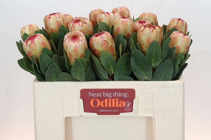 <h4>PROTEA GRANDICOLOR</h4>