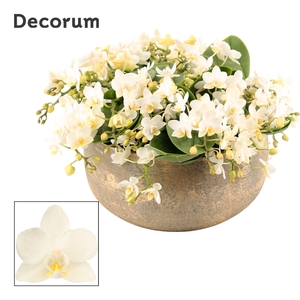 Imperio table 16+ tak symphony Whitney (Deco-collection)