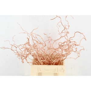 Corylus Copper 50cm