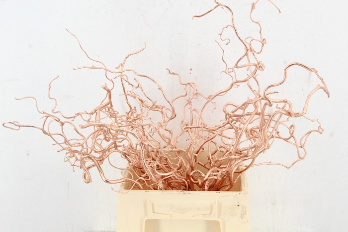 <h4>Corylus Copper 50cm</h4>