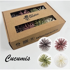 Zijde Cucumis Icy Mix 4 Kleur Wx