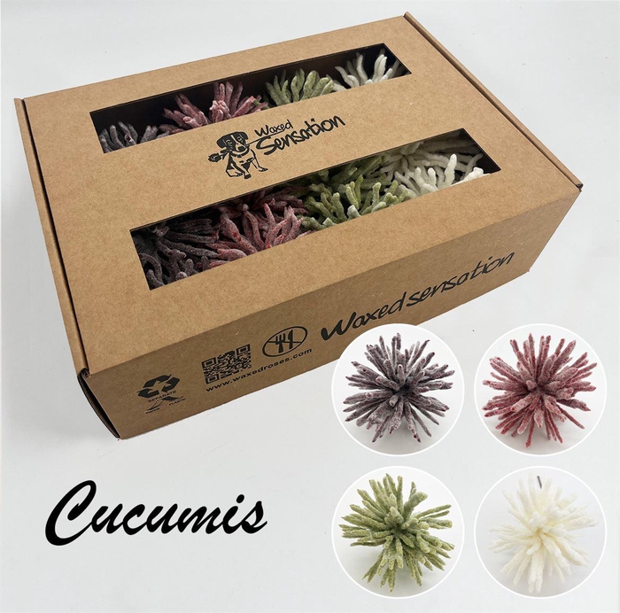 <h4>Zijde Cucumis Icy Mix 4 Kleur Wx</h4>