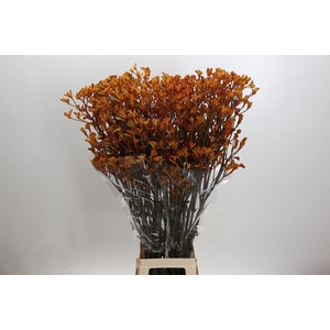 Kangaroo Paw Golden Girl