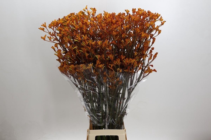 <h4>Kangaroo Paw Golden Girl</h4>