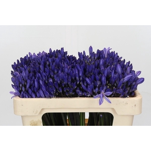 Agapanthus EYFORI Blue