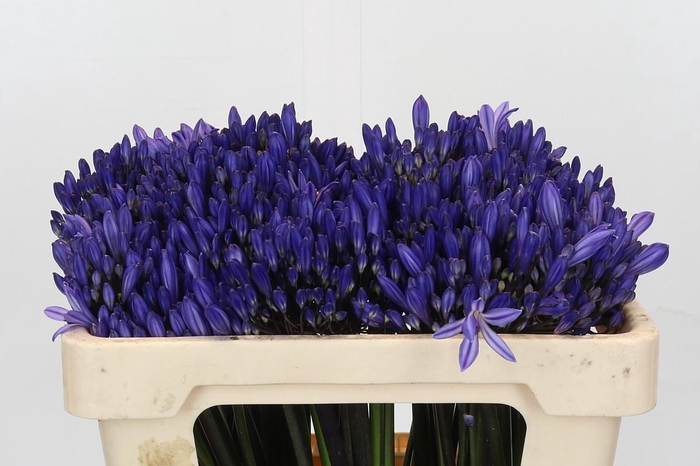 <h4>Agapanthus Eyfori Blue</h4>