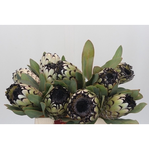 PROTEA M SNO LEOPARD