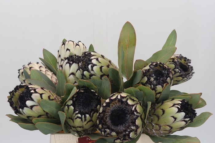 <h4>PROTEA M SNO LEOPARD</h4>
