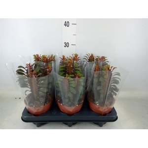 Euphorbia trigona 'Rubra'