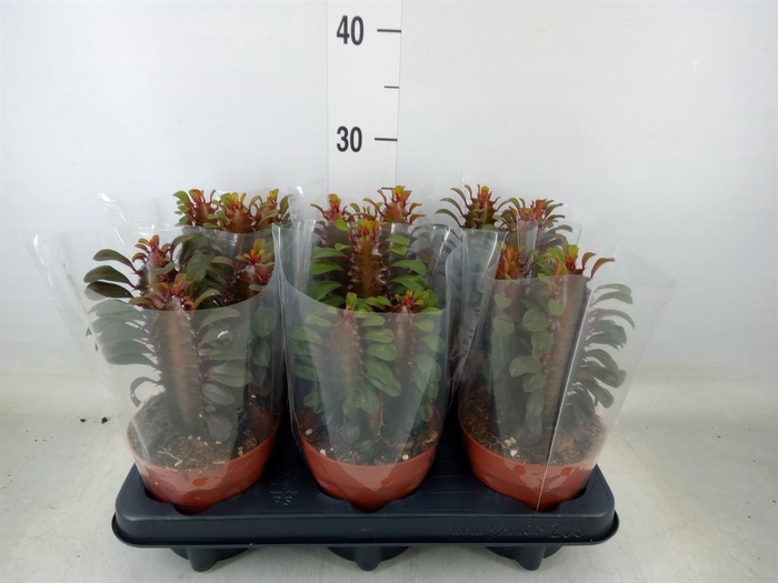 <h4>Euphorbia trigona 'Rubra'</h4>