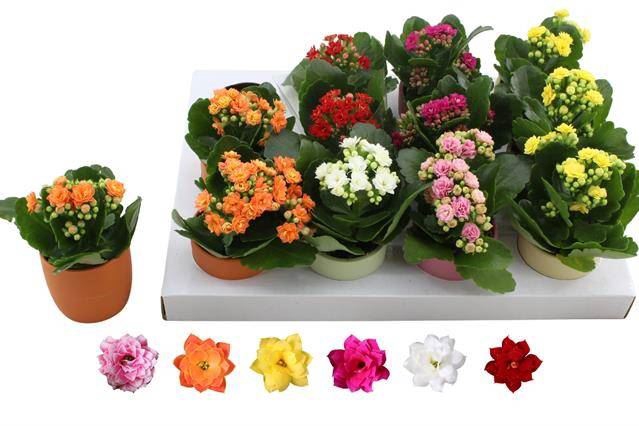 <h4>Kalanchoe gevuld Rosalina gemengd 6klr.</h4>