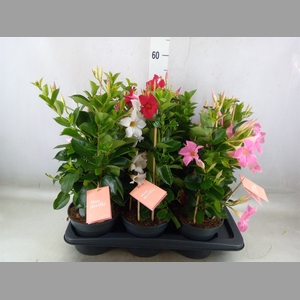 Mandevilla  'Sundavil'   ...mix