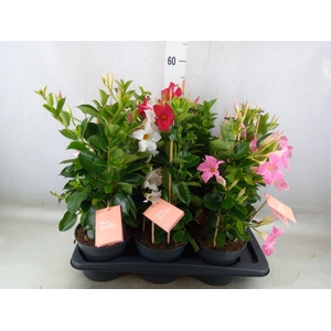 Mandevilla  'Sundavil'   ...mix