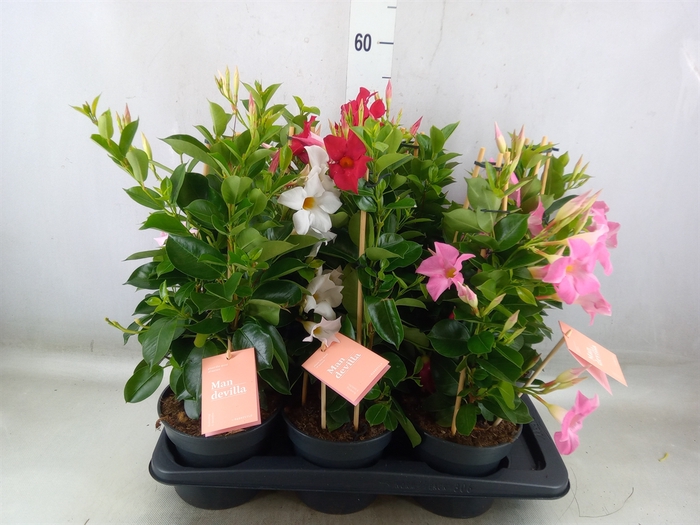 <h4>Mandevilla  'Sundavil'   ...mix</h4>