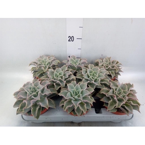 Echeveria   ...