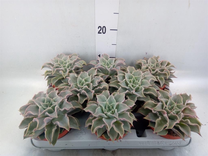 <h4>Echeveria   ...</h4>