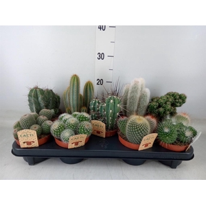 Cactus   ...mix