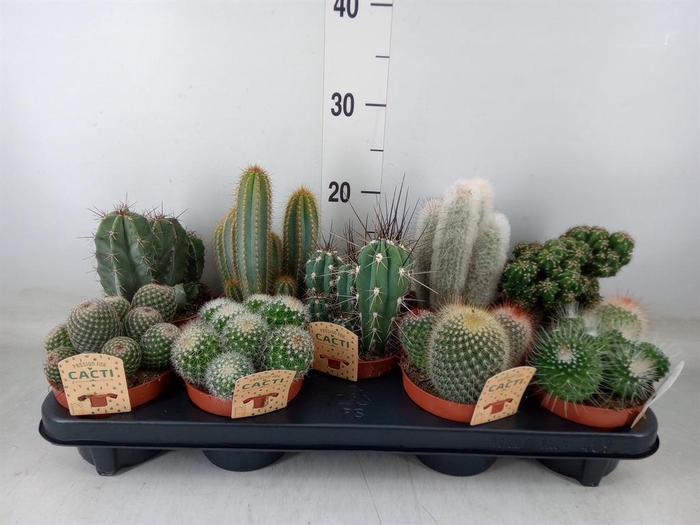 <h4>Cactus   ...mix</h4>