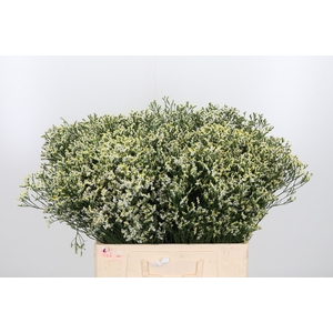 Limonium White