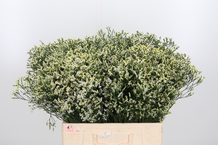 <h4>Limonium White</h4>