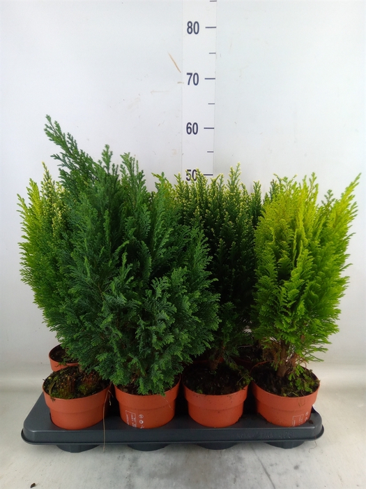 <h4>Conifers   ...mix</h4>